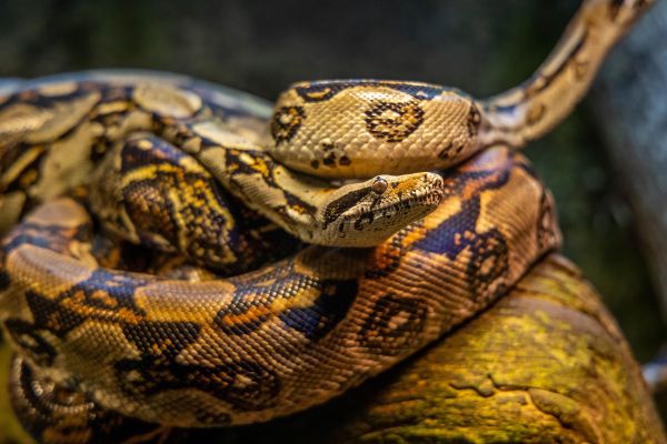 Moving With Snakes: The Ultimate Guide | Movingmod